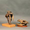 Two Composite Skeleton Skulls