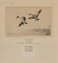 Roland Clark American 18741957 Duck Stamp Design