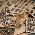 Hundreds of Prehistoric Points and Artifacts