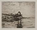 Frank Weston Benson American 18621951 Canada Goose