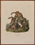Audubon John James 17851851 Chipping Squirrel Plate VIII