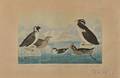 Audubon John James 17851851 Blackthroated Guillemot Nobbilled Auk CurledCrested Auk and Hornedbilled Guillemot Plate CCCI
