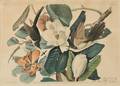 Audubon John James 17851851 Blackbilled Cuckoo Plate XXXII