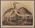 Audubon John James 17851851 American Bittern Plate CCCXXXVII