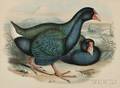 Gould John 18041881 Notornis Mantelli Takahe