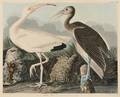 Audubon John James 17851851 White Ibis Plate CCXXII