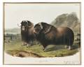 Audubon John James 17851851 Musk Ox Males Plate CXI