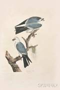 Audubon John James 17851851 Mississippi Kite Plate CXVII
