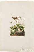 Audubon John James 17851851 Lincoln Finch Plate CXCIII