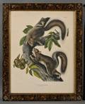 Audubon John James 17851851 Four Squirrel Prints