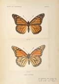 Denton Sherman F fl circa 1900 Moths and Butterflies of the United States