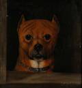 British School 19th Century Portrait Head of a Small Dog Probably a Boxer