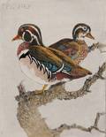 Benson Bond Moore American 18821974 Five Ornithological Subjects Ringnecked Pheasant
