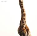 James Balog American b 1952 Giraffe Neck