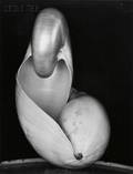 Edward Weston American 18861958 Shell