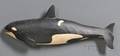 Voorhees Carved and Painted Wooden Killer Whale Plaque
