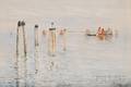 Alberto Prosdocimi Italian 18521925 Venice Lagoon with Sailing Vessels