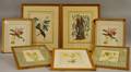 Seven Framed Botanical and Ornithological Prints