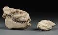Two Jaw Fossils