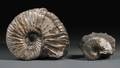 Two Ammonites