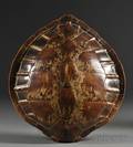 Logger Head Sea Turtle Carapace