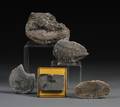 Collection of Five Fossils