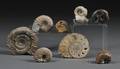 Group of Eight Ammonites
