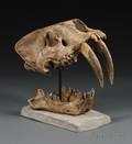 Reproduction Smilodon Skull
