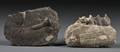 Two Fossils