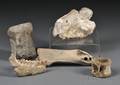 Collection of Bone Fossils