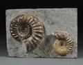 Ammonite Group