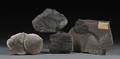 Group of Four Fossils