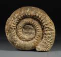Ammonite