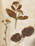 Medicinal Herbarium Scrapbook