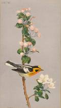Charles Emile Heil American 18701950 Blackburnian Warbler