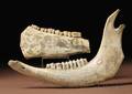 Two Eskimo Etched Animal Jaw Bones
