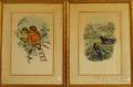 Two Framed Handcolored Ornithological Prints