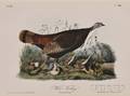 Audubon John James 17851851