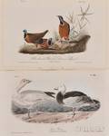 Audubon John James 17851851