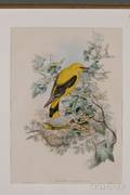 Ornithological Illustration Gould John  Richter HC