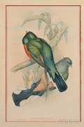 Ornithological Gould John  Richter HC