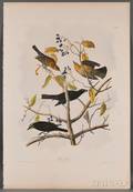 Audubon John James 17851851