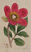 Botanical Sowerby James 17571822  Smith Sir James Edward 17591828