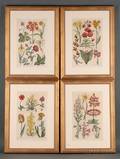 Four Framed Handcolored Botanical Engravings