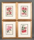 Four Framed Handcolored Engravings of Rhododendrons