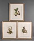 Three Framed Handcolored Engravings of Monkeys