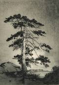 George Elbert Burr American 18591939 The Sentinel Pine