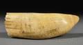 Scrimshaw Whales Tooth