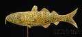 Gilded Molded Copper Codfish Weather Vane