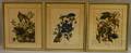 Set of Six Framed Ornithological Prints After Audubon